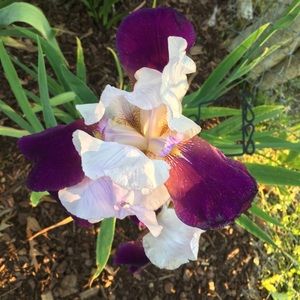 Meet your Posher, Mckenzie